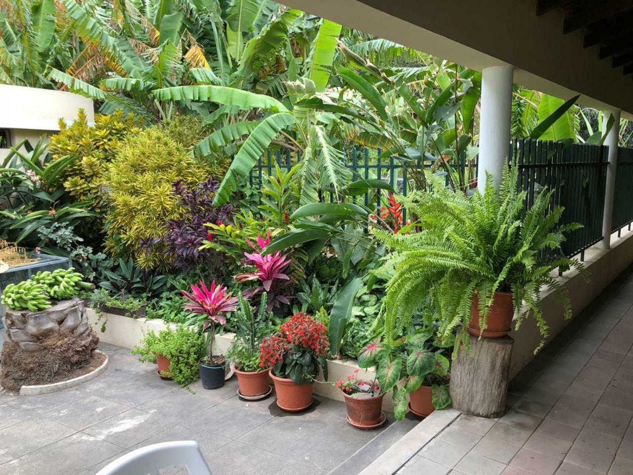 Ribeira Grande Country House Cha de Arroz Eksteriør bilde